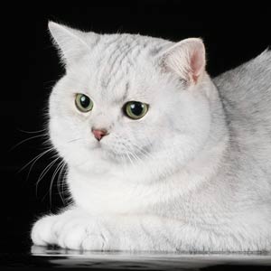 Серебристый затушеванный окрас британских кошек. Затушеванные серебристые британские кошки, коты, котята: фото. Британцы серебристые затушеванные: стандарт окраса